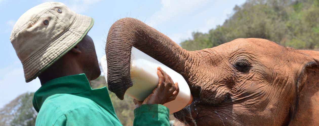 orphaned elephant