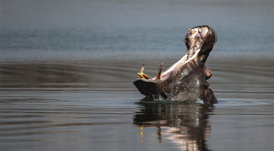 Botswana Safaris